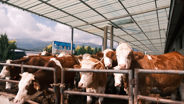六盘山肉牛走向全国大市场｜活力中国调研行