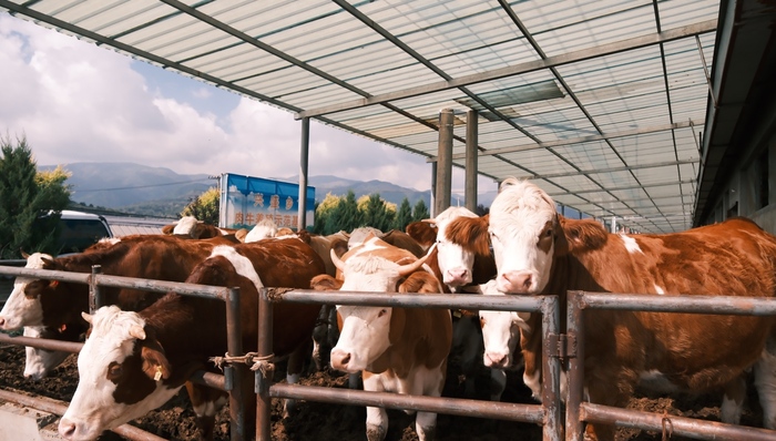 六盘山肉牛走向全国大市场|活力中国调研行